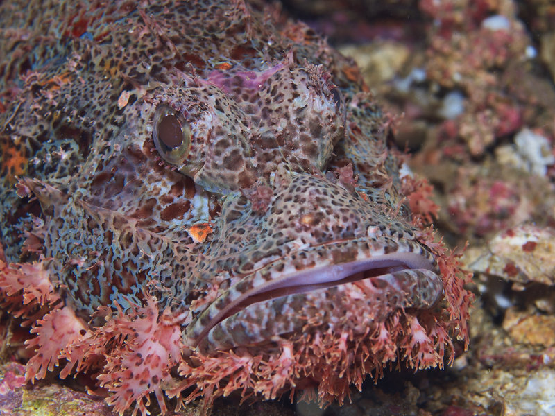 Scorpion Fish, Alma Jane